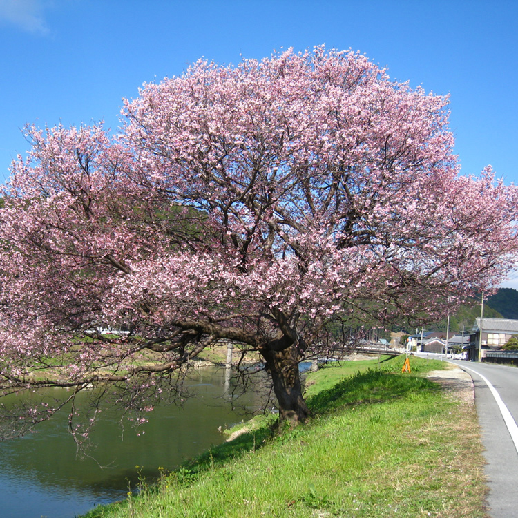 Città di Nishiwaki
